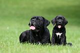 CANE CORSO 1191